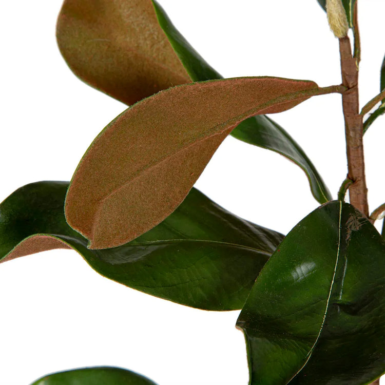 Magnolia Spray